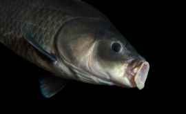 Познакомьтесь с Большеротым буффало самой старой рыбой на Земле Ей 112 лет и родилась она в начале ХХ века