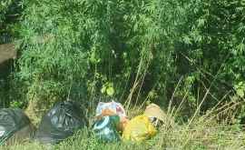 Некоторые жители Кишинева вынуждены выбрасывать мусор в зеленой зоне