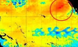 Anomalia termică uriașă din oceanul Pacific ar putea provoca moartea peștilor și a animalelor marine