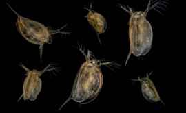 În sudul Siberiei au fost găsite crustacee Daphnia care au supraviețuit epocii de gheață