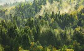Антропогенное подкисление лесов заставляет их не охлаждать а согревать планету