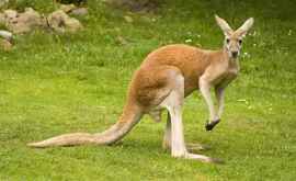 Australia Cangurii vor fi împuşcaţi 