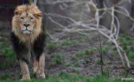 O femeie a dansat în fața unui leu la Grădina Zoologică din Bronx VIDEO