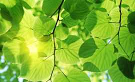 Крошечные искусственные капли на листьях позволят бактериям пережить дневную жару