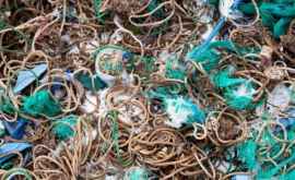 На территории британского птичьего заповедника Маллион нашли миллионы кусков мусора Их принесли сами птицы они приняли мусор за еду