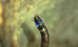 Найдено насекомое которое излучает синий свет