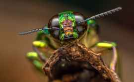 Cercetătorii au descoperit o nouă cauză a dispariției globale a insectelor poluarea cu lumină