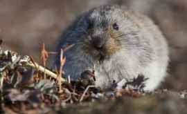 O elevă din Yakutia a găsit o mumie de lemming Animalul a trăit acum 40 de mii de ani