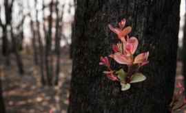 Australia renaște după incendii FOTO