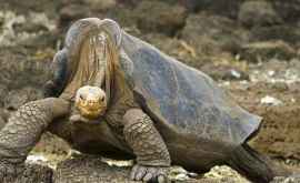 Как гигантской черепахе удалось спасти свой вид от исчезновения