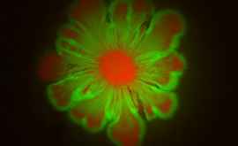 Колонии бактерий создают узоры в виде цветов