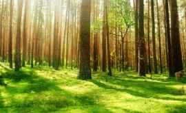 Adevărul despre statistica Moldova a pierdut zilnic 73 de hectare de pădure