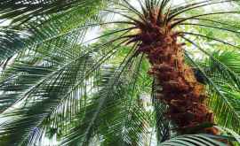 Ученые вырастили древнюю финиковую пальму из семян возрастом 24 тыс лет