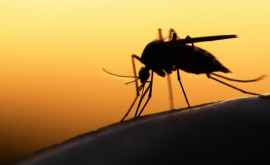 Биологи выяснили как комары находят своих жертв