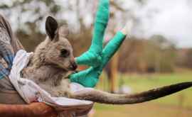 Mai multe specii de animale din Australia în pericol după incendiile devastatoare