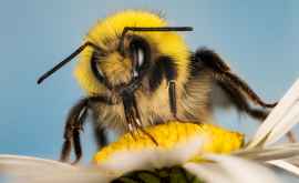 Biologii au descoperit începuturile gîndirii abstracte la bondari