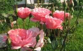 Как обрезать розы весной чтобы летом окружить себя ароматом цветущих кустов