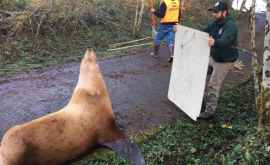 В Вашингтоне обнаружили морского льва заблудившегося в лесу 