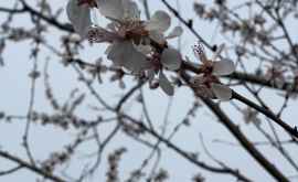 Natura uimește La Grădina Botanică au înflorit abricoșii FOTO