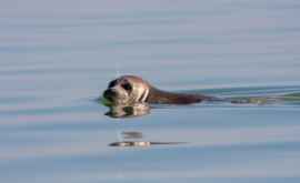 Balena carnivoră și foca caspică vor fi incluse în Cartea Roșie