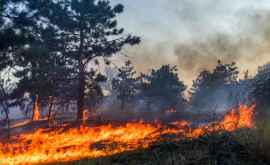 Greenpeace 98 лесных пожаров не попадают в оперативные сводки