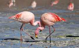 Знаете ли вы что птицы фламинго могут дружить не один год ВИДЕО