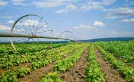 Chicu Seceta din acest an este un pericol mare pentru anul agricol