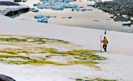 Зеленый снег появился в Антарктиде изза изменений климата