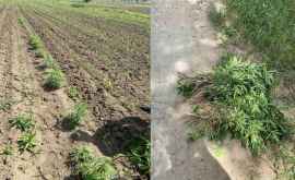 В кукурузном поле в Трушенах обнаружены 114 кустов конопли