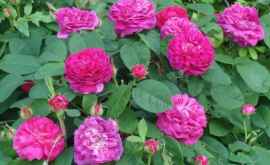 Начался сбор роз цветоводы на урожай не жалуются