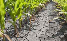 Coaliția de Guvernare a convenit că autoritățile vor sprijini fermierii afectați de secetă