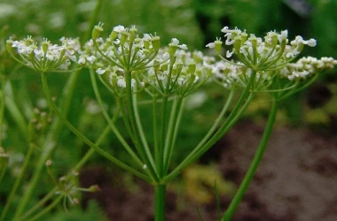 Planta longevivității